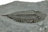 Dalmanites Trilobite Fossil - New York #308243-2